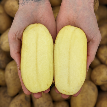 Yellow Potatoes