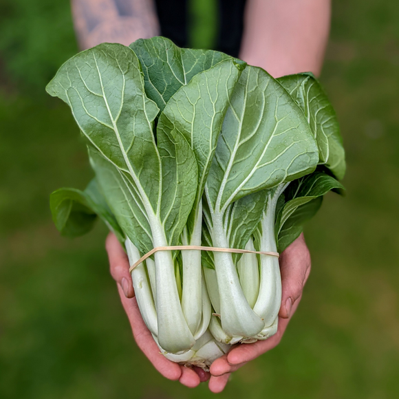 White-Stemmed Bok Choy