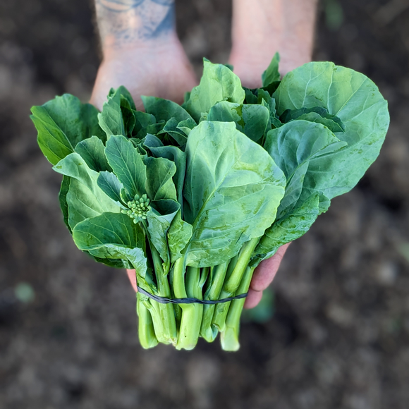 Gai Lan Asian Sprouting Broccoli