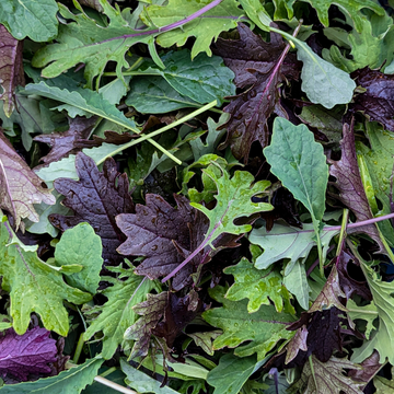 Baby Kale Mix