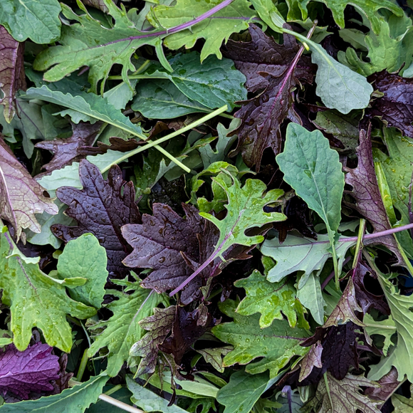 Baby Kale Mix