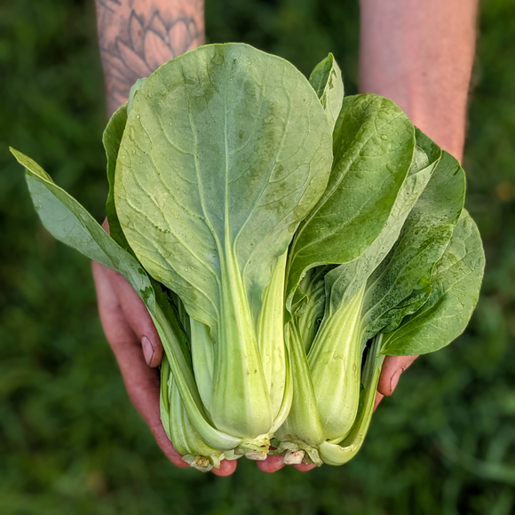 Baby Pac Choi