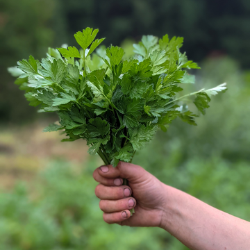 Italian Parsley
