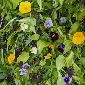 Farmer's Choice Salad Mix