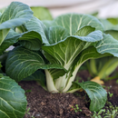 White-Stemmed Bok Choy-2