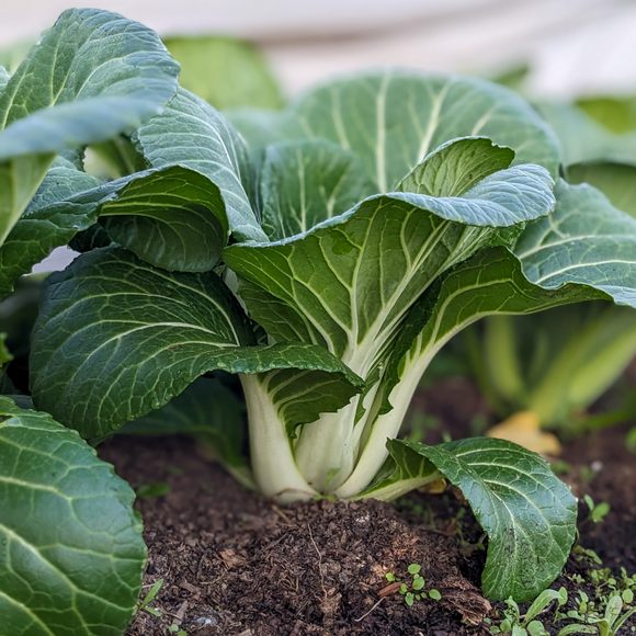 White-Stemmed Bok Choy