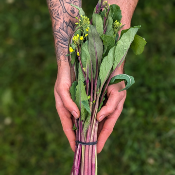 Hon Tsai Tai (Asian Asparagus)