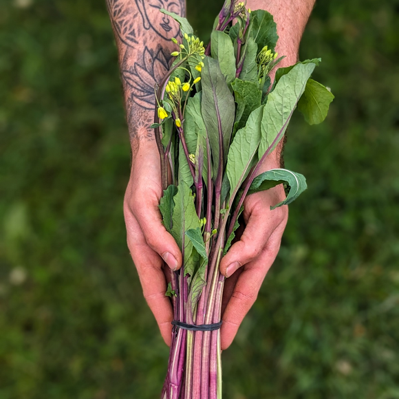 Hon Tsai Tai (Asian Asparagus)