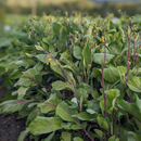 Hon Tsai Tai (Asian Asparagus)-2