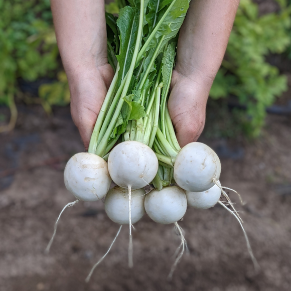 Hakurei Salad Turnips